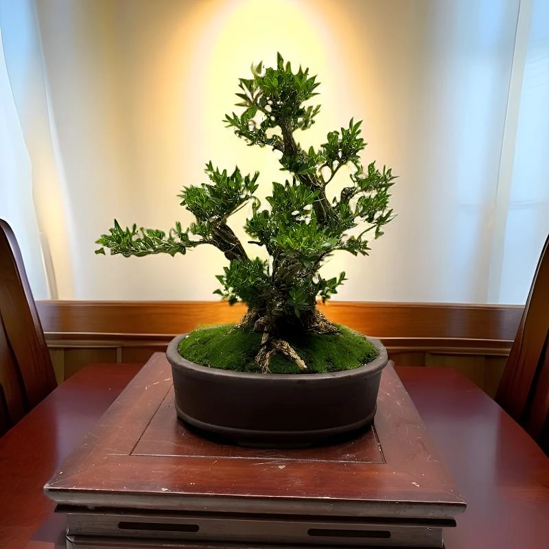 6号广东皱皮雀舌黄杨矮霸老桩含盆总高31冠幅260头版直径6.5