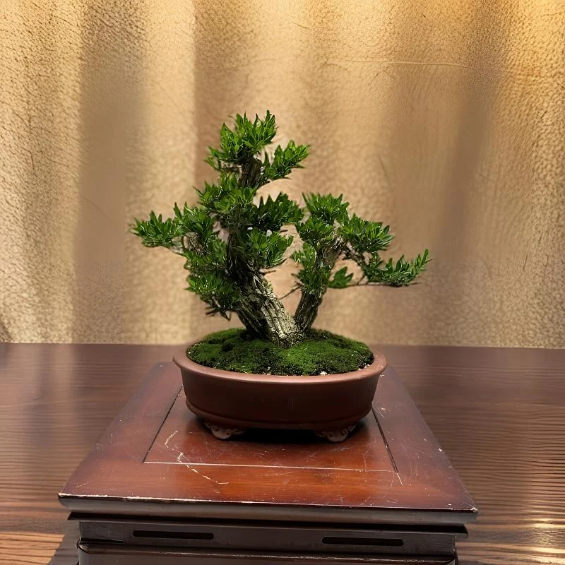 8号广东皱皮雀舌黄杨矮霸老桩含盆总高28冠幅28头版直径5.5公分