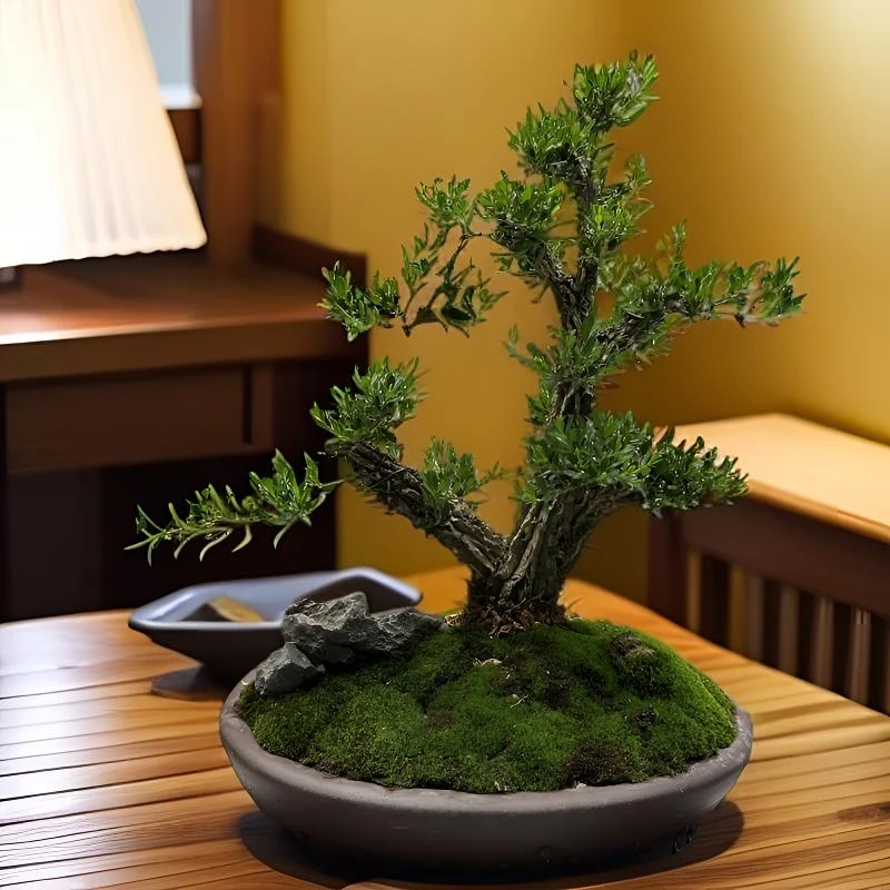 14号广东皱皮雀舌黄杨矮霸老桩含盆总高41冠幅34直径5公分