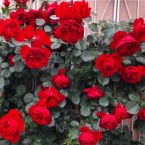 80-1米高 佛洛伦蒂娜月季抗病耐雨淋多季花期长爬藤易成活