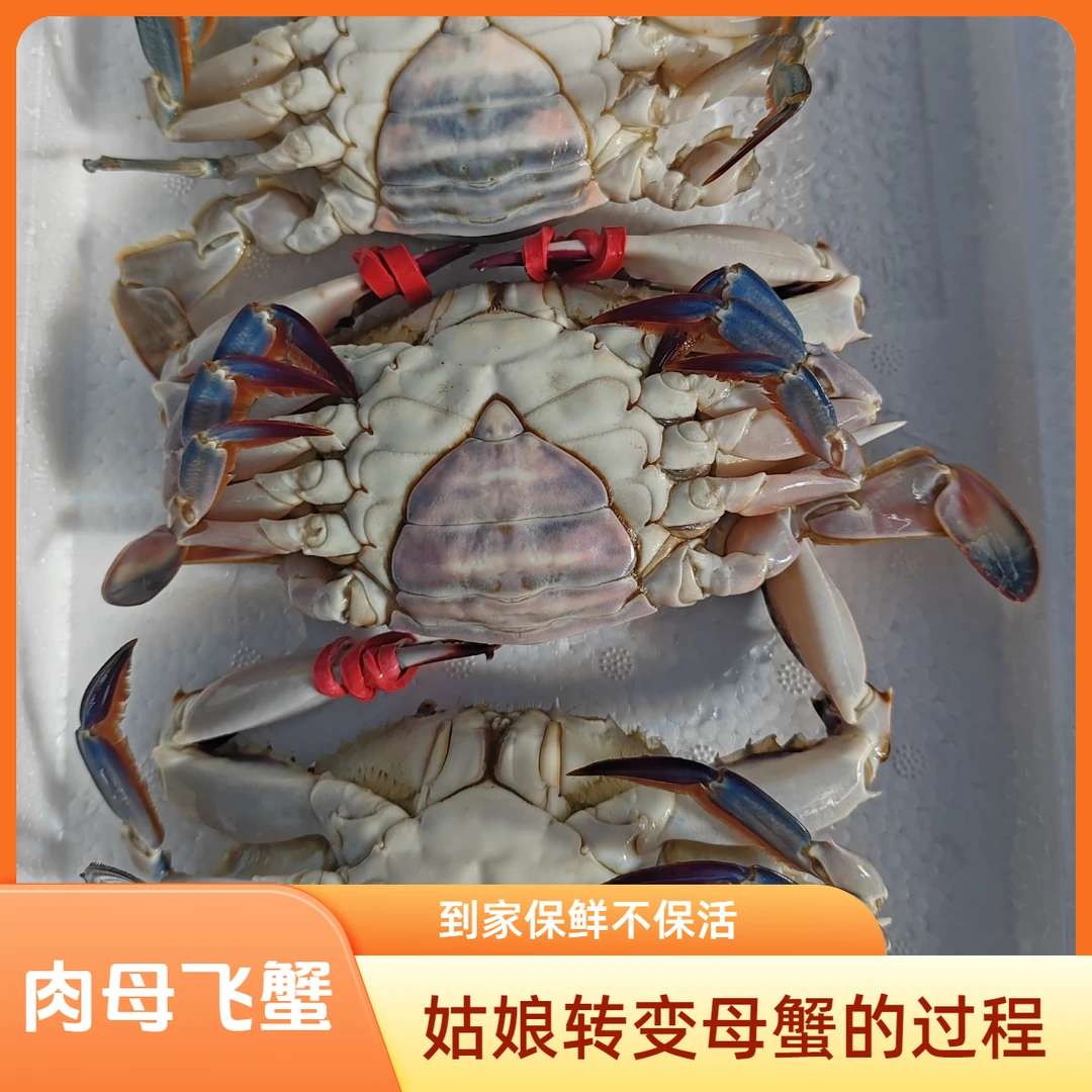 【保鲜不保活】母飞蟹三斤没黄（单只2-3两一斤3-4只）