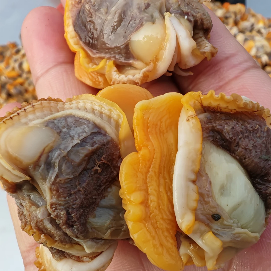 新鲜赤贝肉4斤  （干冰保鲜发货）