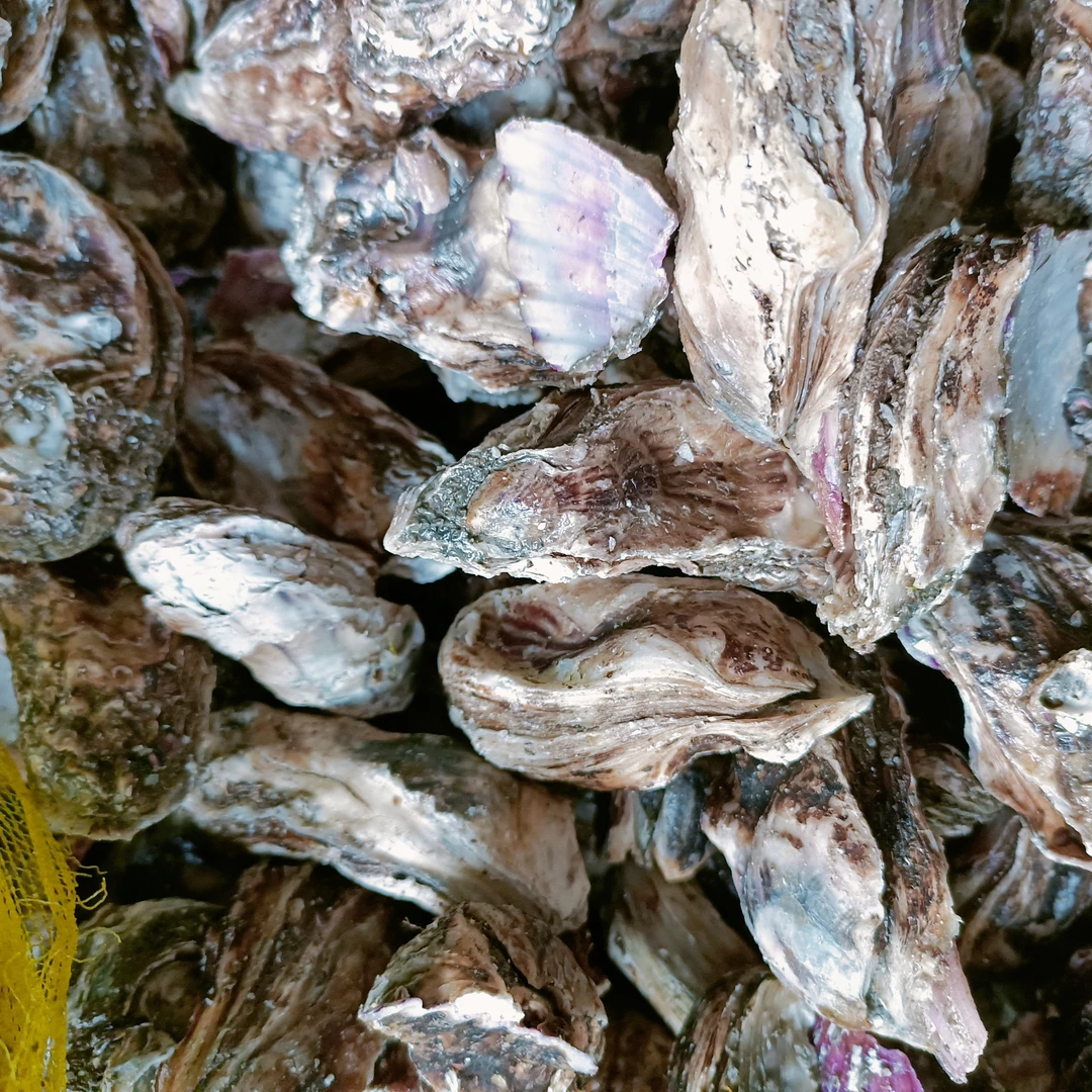 石蛎子5斤 顺丰发货