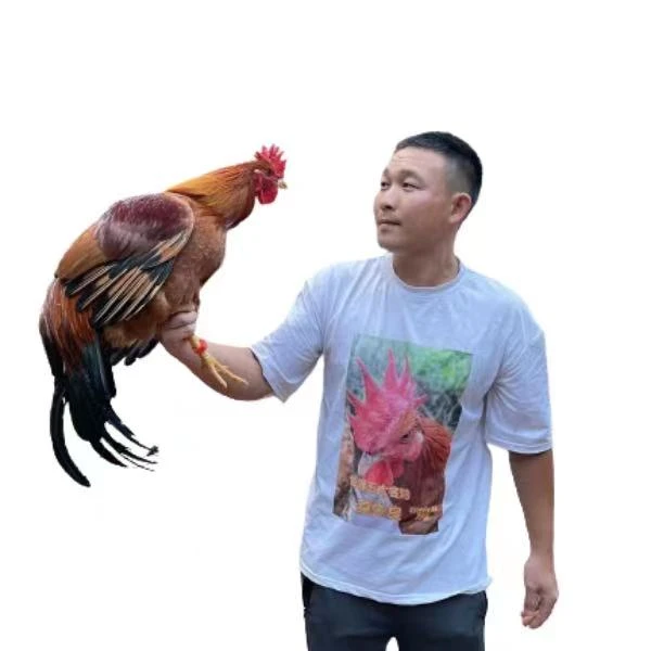 （明华）福建龙岩散养260天阉鸡净重2.8斤左右（顺丰包邮）