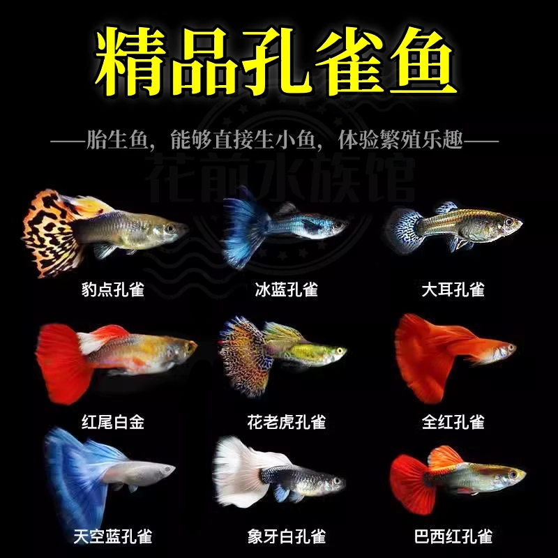 孔雀鱼冰蓝孔雀鱼精品饲养水族热带套餐小型混养活体小型混养活体
