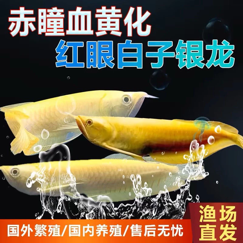 白子黄化银龙红眼观赏鱼热带观赏鱼