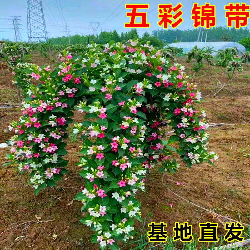 五彩锦带开花五彩四季抗寒抗旱植物庭院点缀自选挑苗补发差价链接