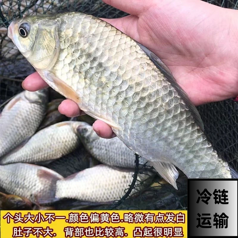 苏北淡水野生鲫鱼大板鲫新鲜野捕活鱼现杀冰鲜发货