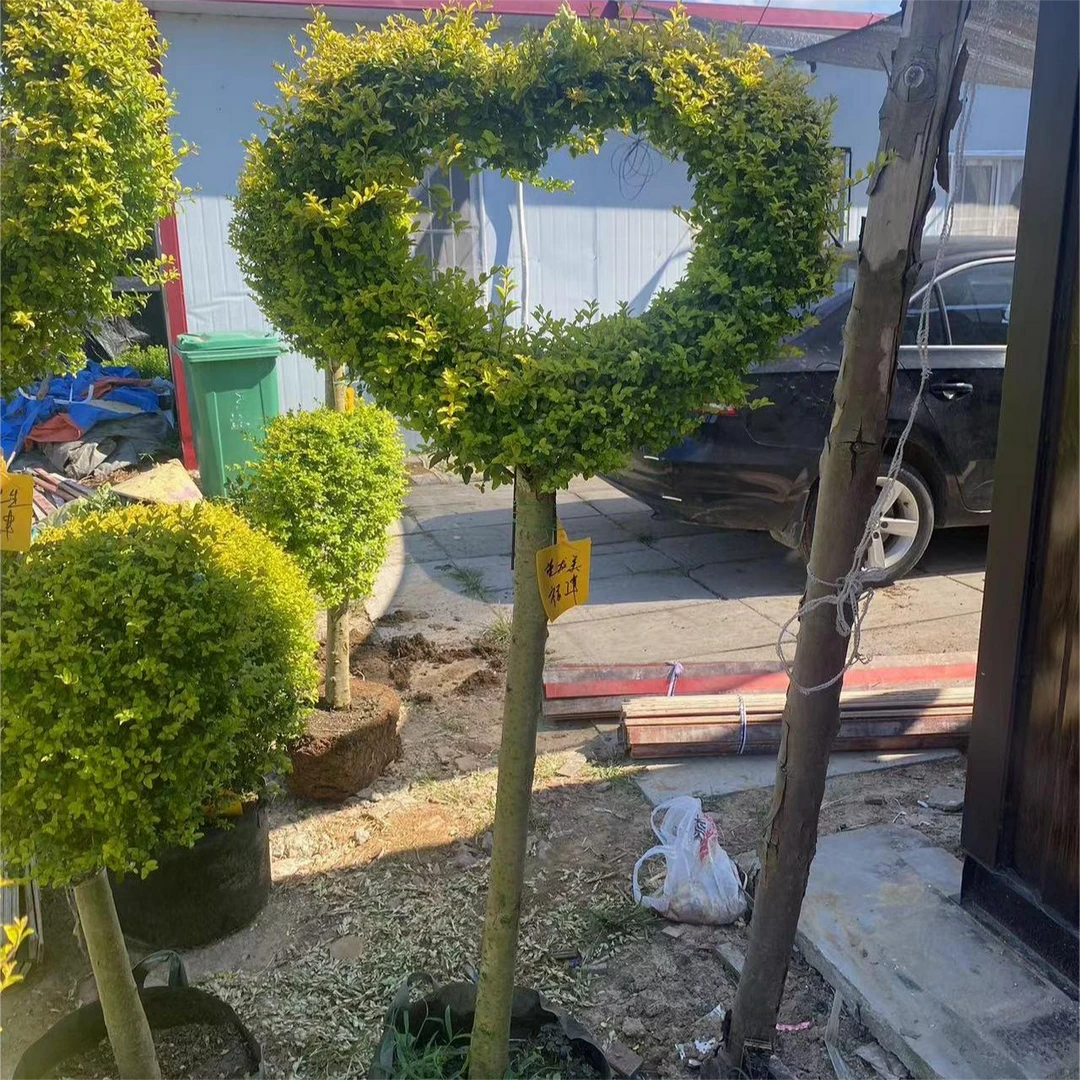 别墅庭院单杆爱心棒棒糖圆球造型花镜植物花园花坛造景耐寒耐晒
