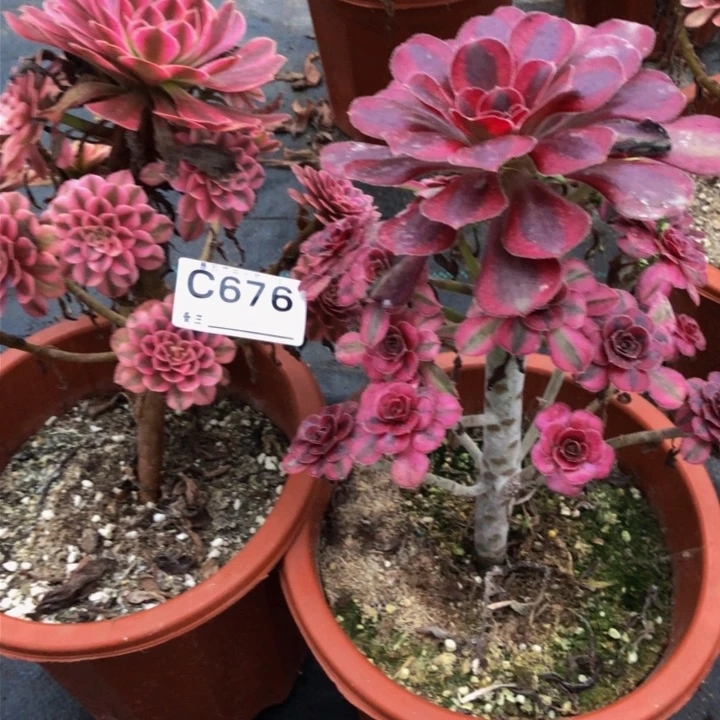 俩颗多肉676.0000000