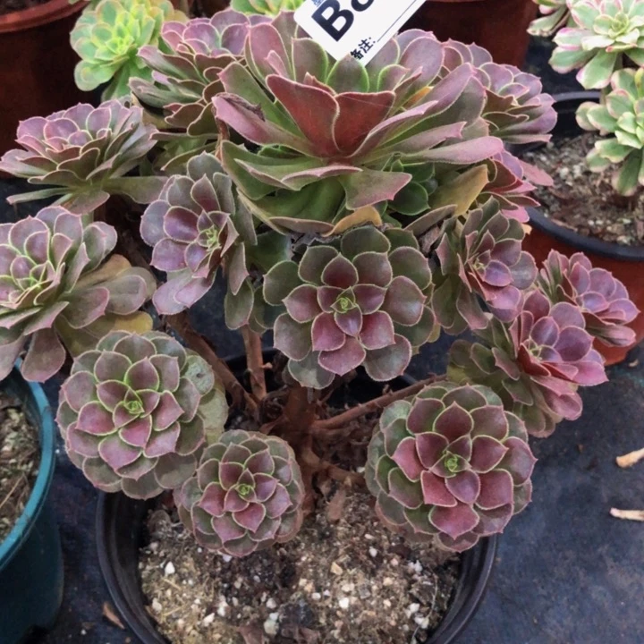 荷兰玫瑰多肉861000000000