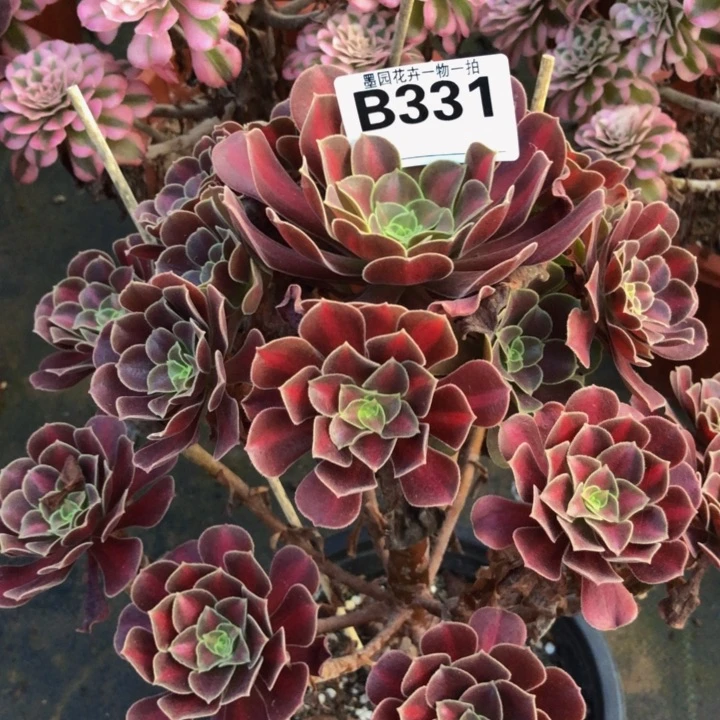 花纳多肉331.000000