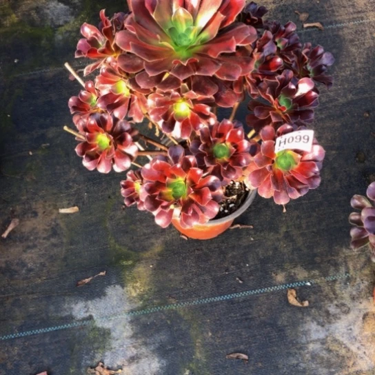 多肉花纳099.0000