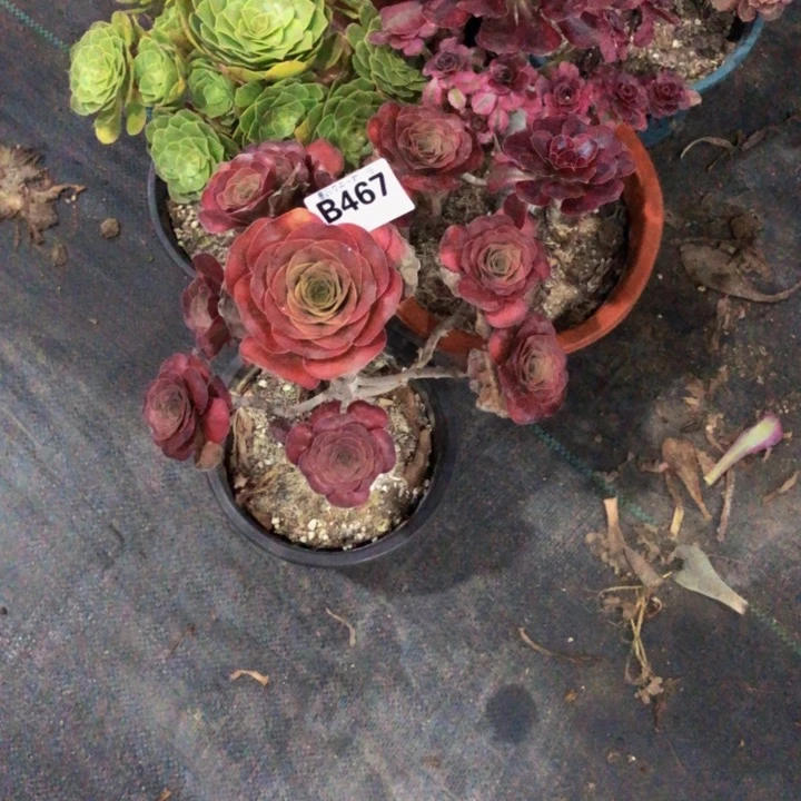 3多肉寄养9一号发货0000