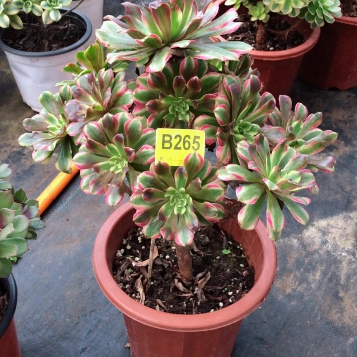 粉黛多肉26500000000