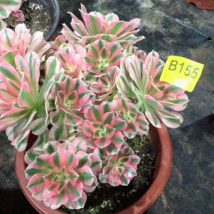 女巫多肉1550000000000