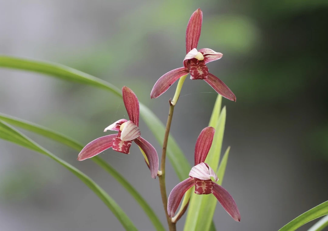 当年开花名品四季开花兰花苗 建兰墨宝 浓香阳台室内绿植花卉