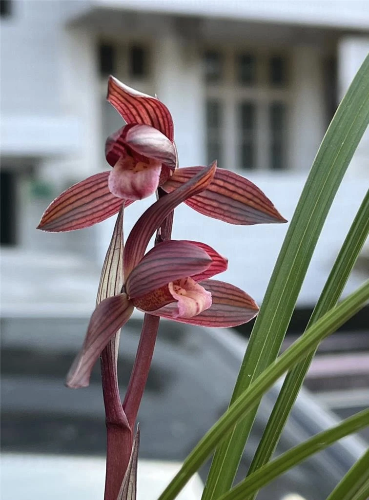 当年开花兰花苗 春兰醉红素 室内绿植花卉盆栽