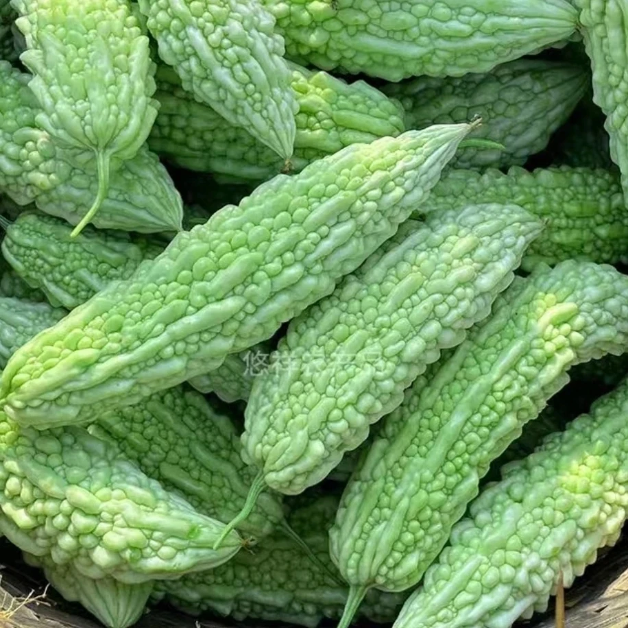 新鲜采摘露天种植江西本地苦瓜应季现采现发蔬菜