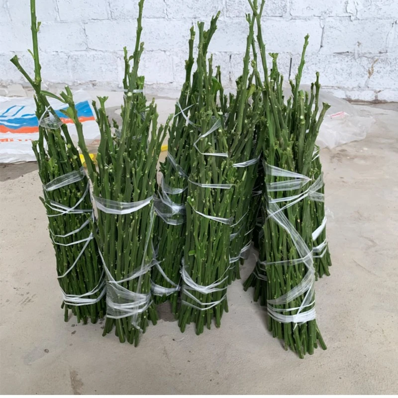 LEISHANGLU/雷尚绿对版嫁接穗各种果树芽条柚子树苗柑橘树优质种