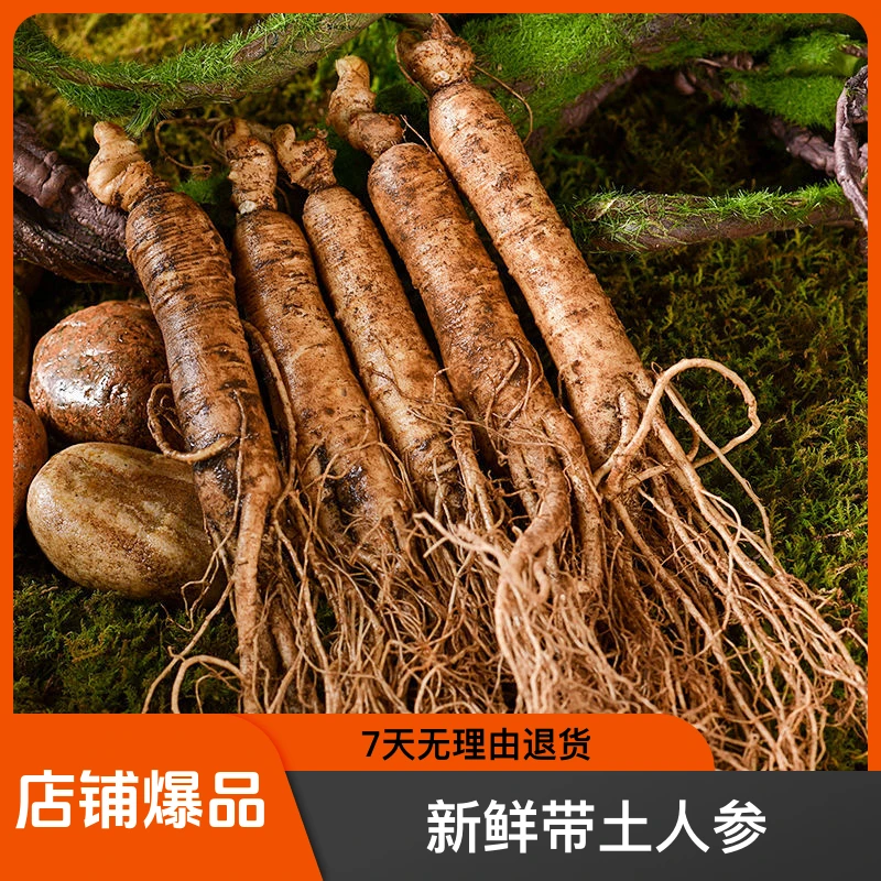 长白山新鲜带土人参精选（10-12）枝一斤人参土人参