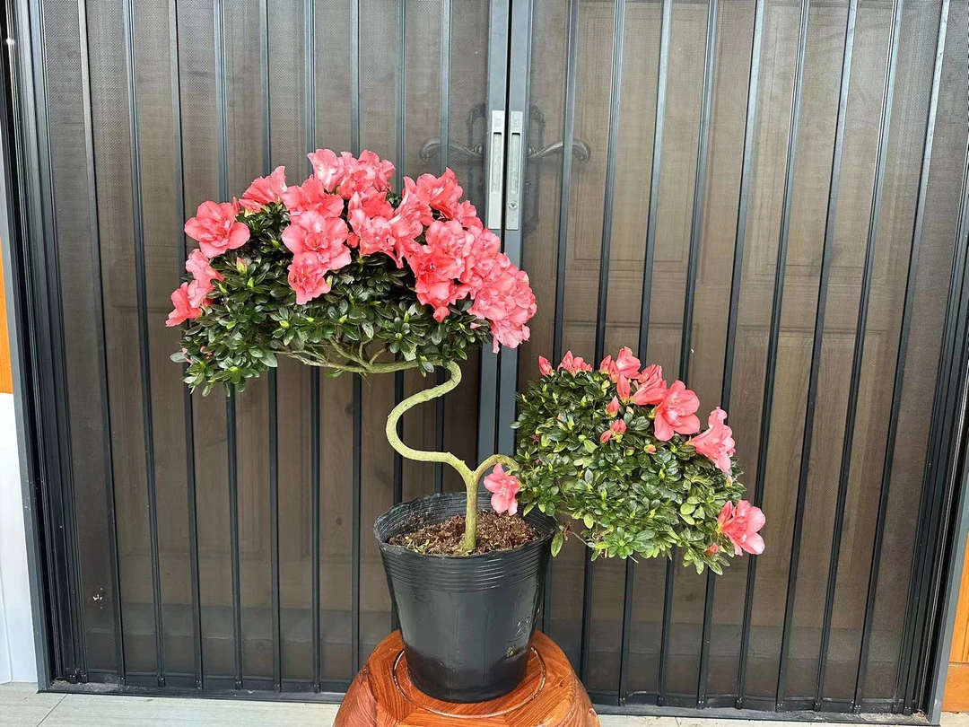 [如意樱桃红]5年培育精品杜鹃，带花苞冠幅70-75cm，含盆高65-70cm