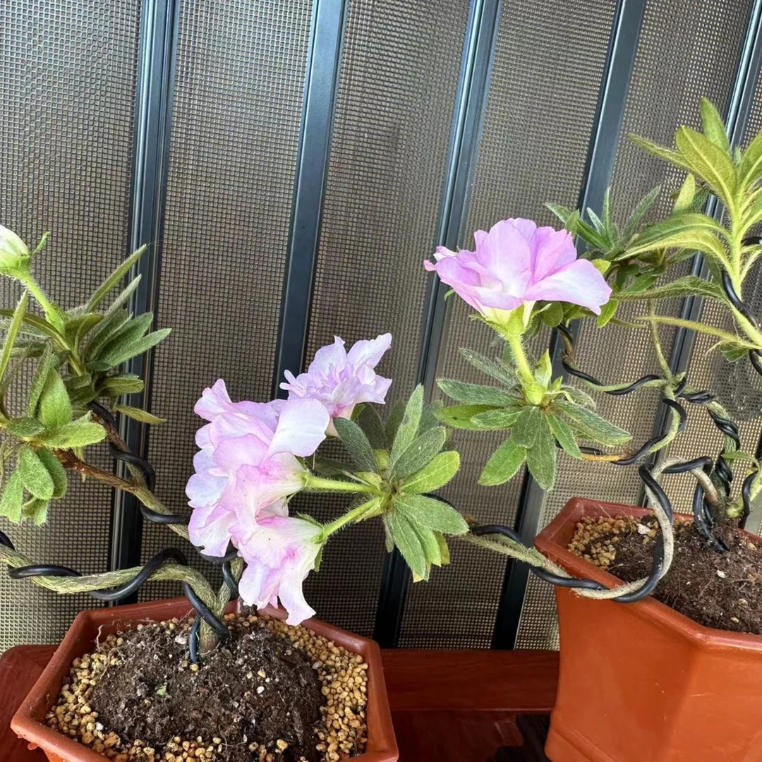 [小灵造型] 杜鹃花岸牡丹造型盆景两颗装