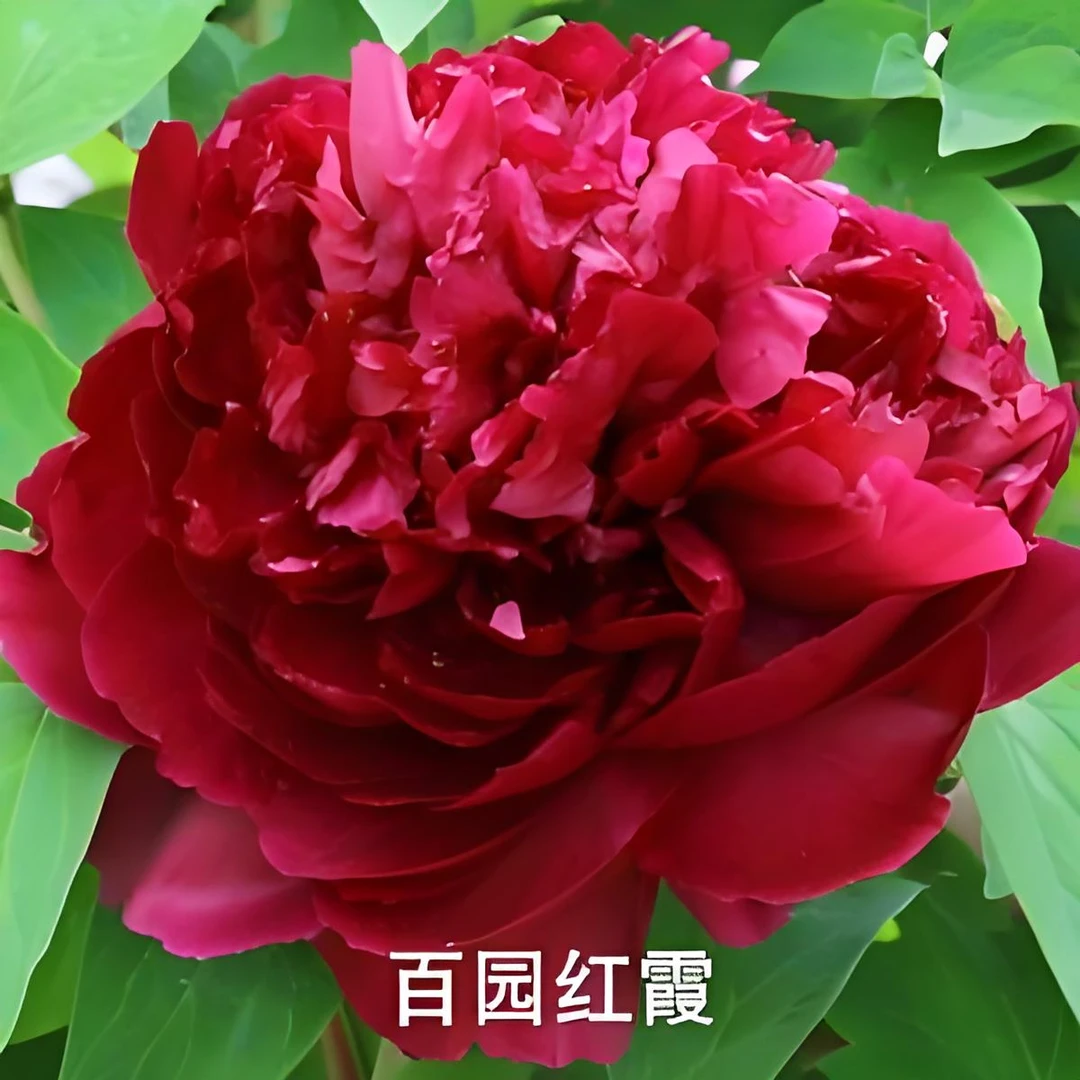 【百元红霞】洛阳花卉精品观赏牡丹牡丹花基地直发