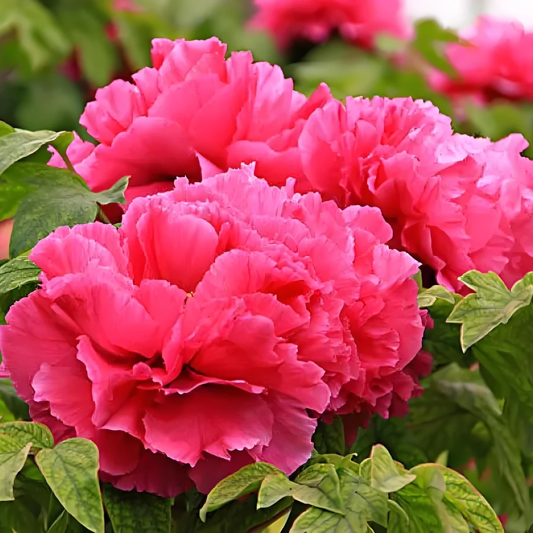 【锦红】洛阳精品观赏基地直发牡丹花卉花卉盆栽洛阳牡丹