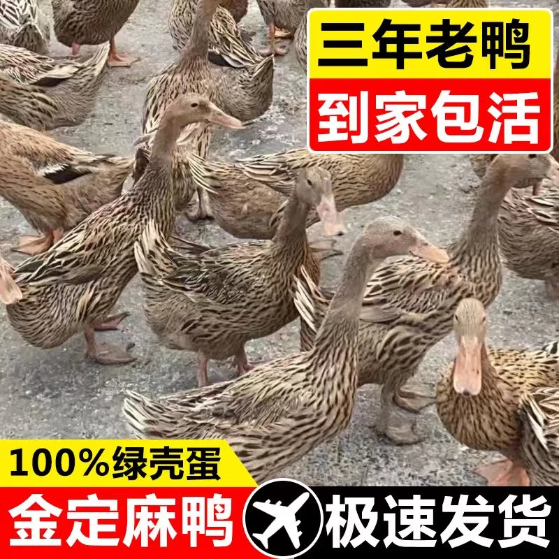3斤左右散养老麻鸭活体金定鸭稻田水鸭公鸭母鸭绿壳蛋鸭包活种鸭