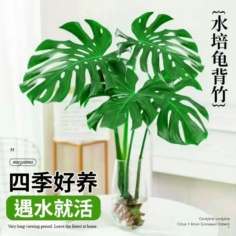 【买一送一】大龟背竹土水培盆栽北欧风客厅阳台大叶除甲醛龟背竹