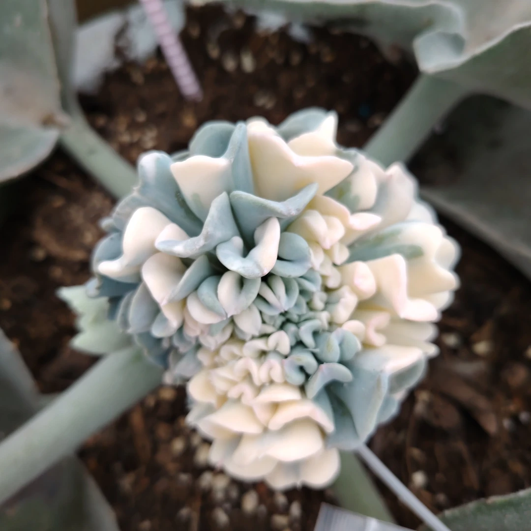 多肉高效蚧壳病虫害防治套餐