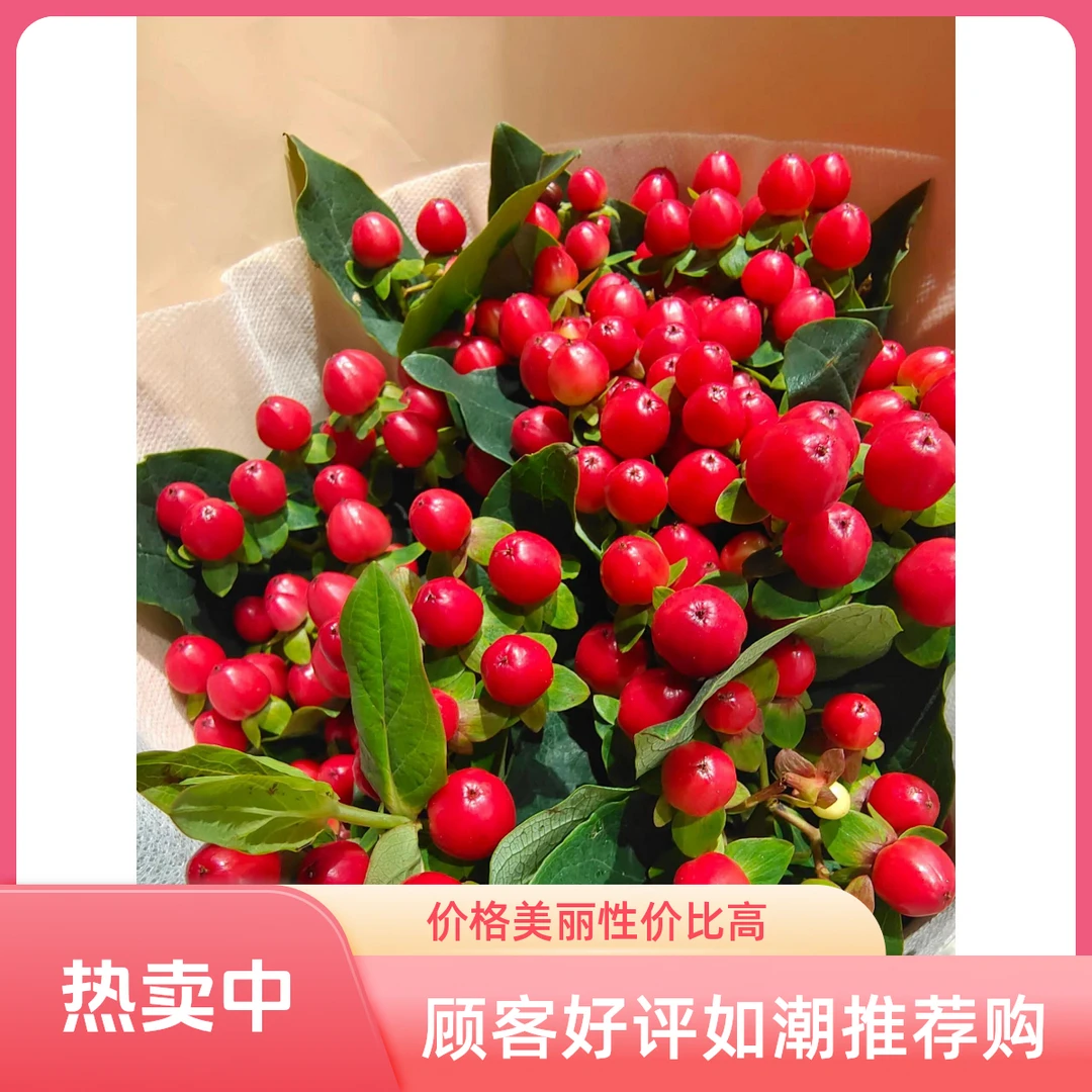 相思豆红豆养护美观花儿花店杆子养护好开好养