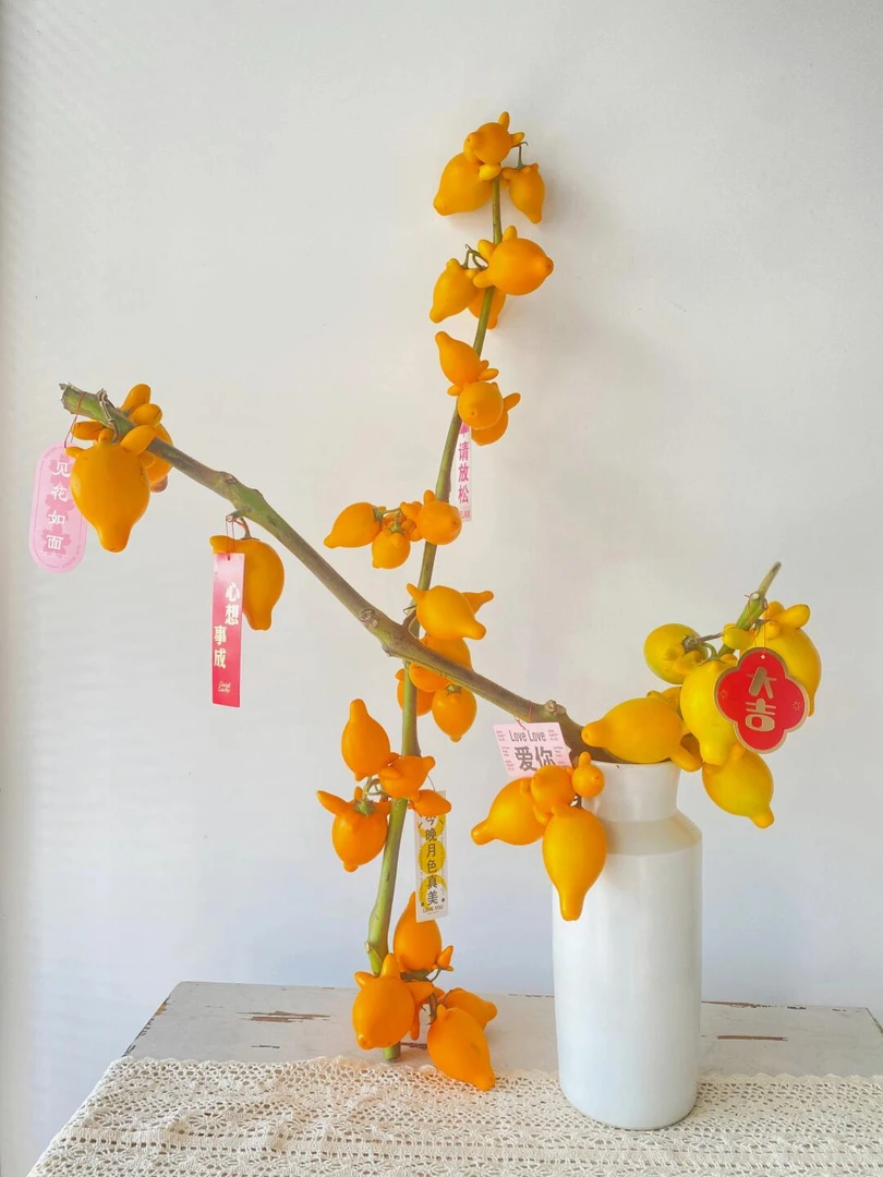 五代果美观好养好看