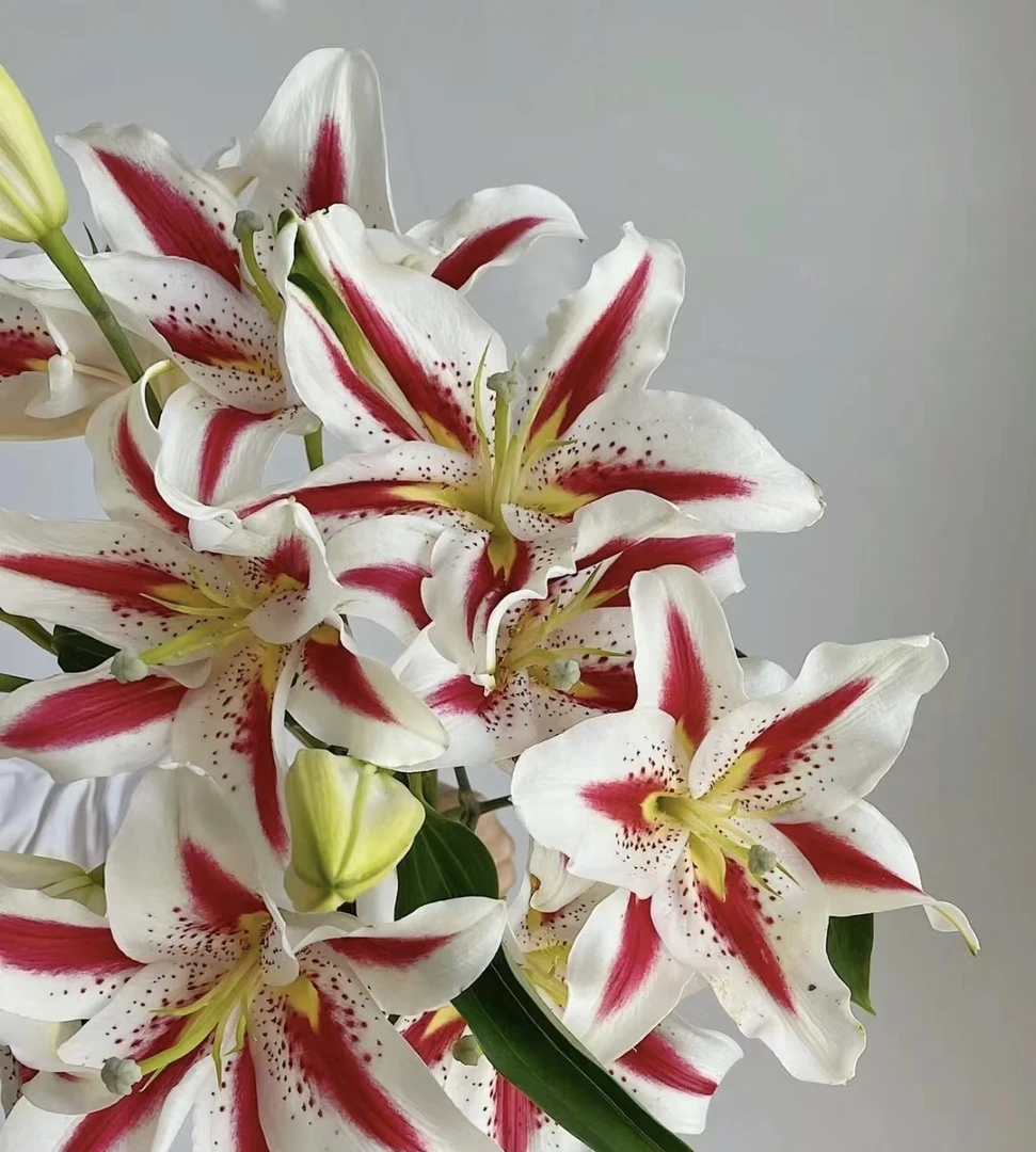 笑脸百合云南高品质鲜花通体居家家庭插花云南斗南直发