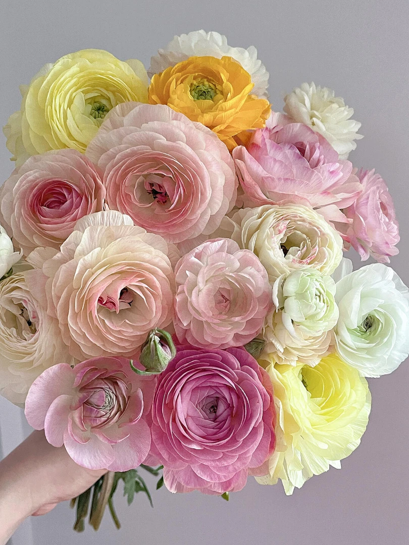 【洋牡丹】云南高品质鲜切花鲜花办公室花节日礼品居家装饰