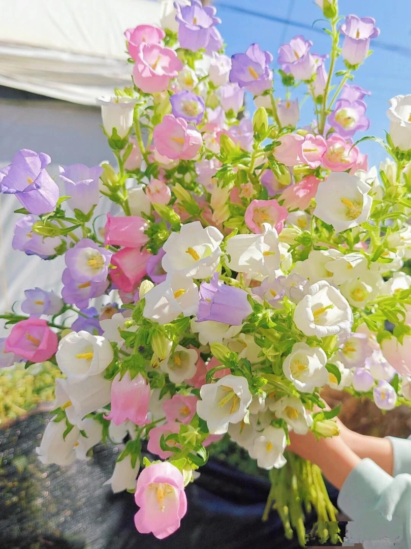 【风铃花】云南高品质鲜花居家家庭插花基地直发节日装饰好养水培花