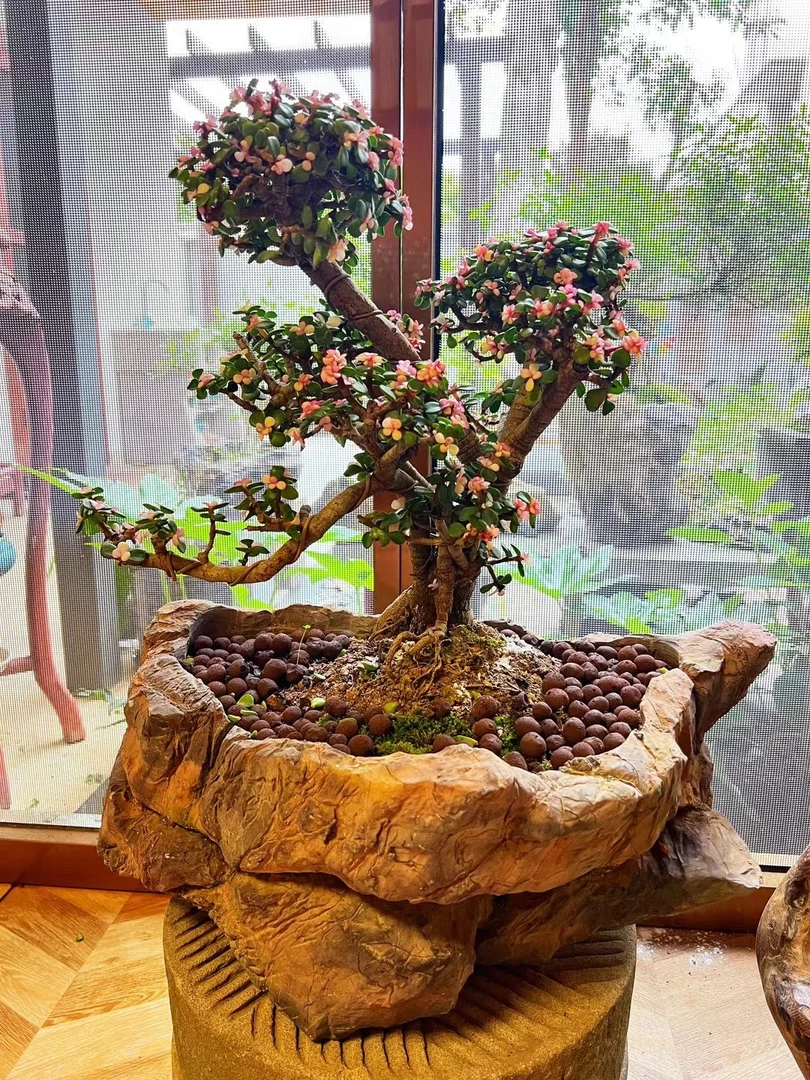 灵璧石头打磨制作天然造型石头花盆桩子兰花多肉盆景