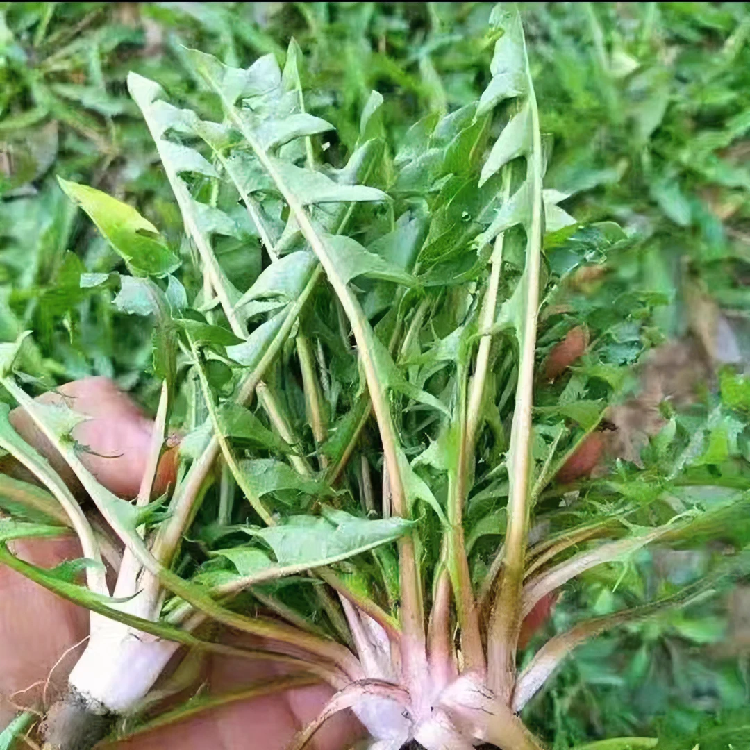 东北农家野菜新鲜蔬菜蘸酱菜婆婆丁蒲公英野菜顺丰现摘现发蔬菜