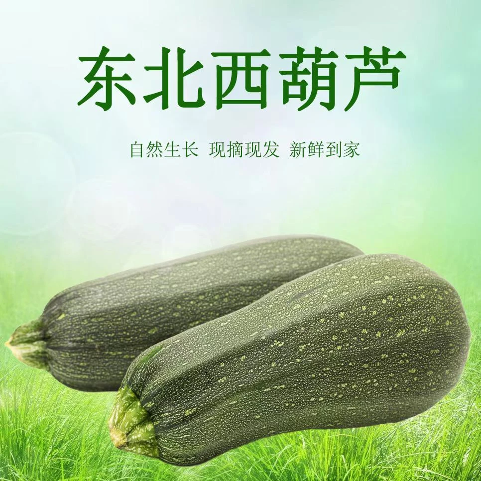 正宗农家自种笋瓜时令菜新鲜西葫芦葫芦瓜菜葫芦茭瓜嫩皮小角瓜