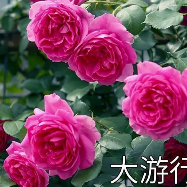 大游行藤本月季蔷薇花苗爬藤月季多季开花大花庭院户外香玫瑰欧月