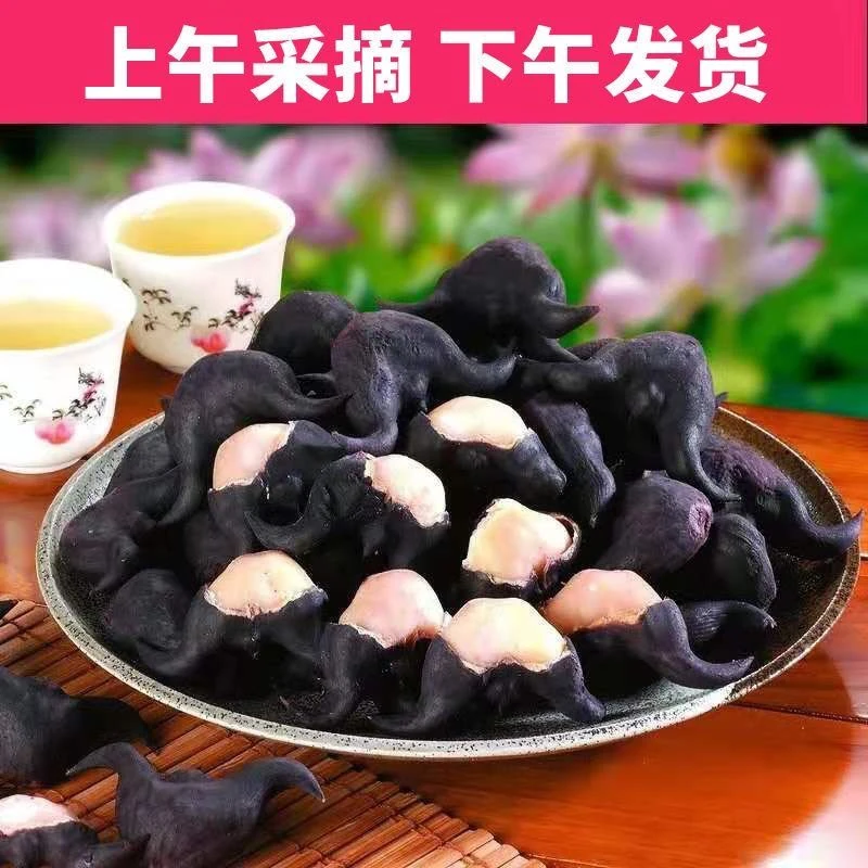 江汉特产湖北新鲜现摘老菱角现采现发包邮