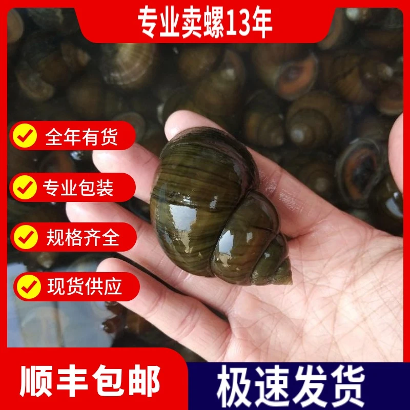 顺丰包邮现摸现发新鲜大田螺大螺蛳大泥螺小田螺