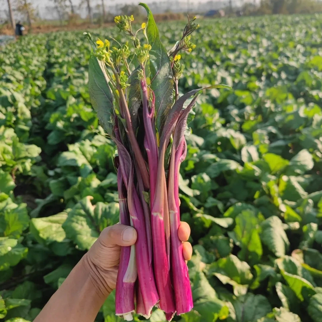 湖北特产新鲜现采红菜苔白菜苔现采现摘现发2斤4斤