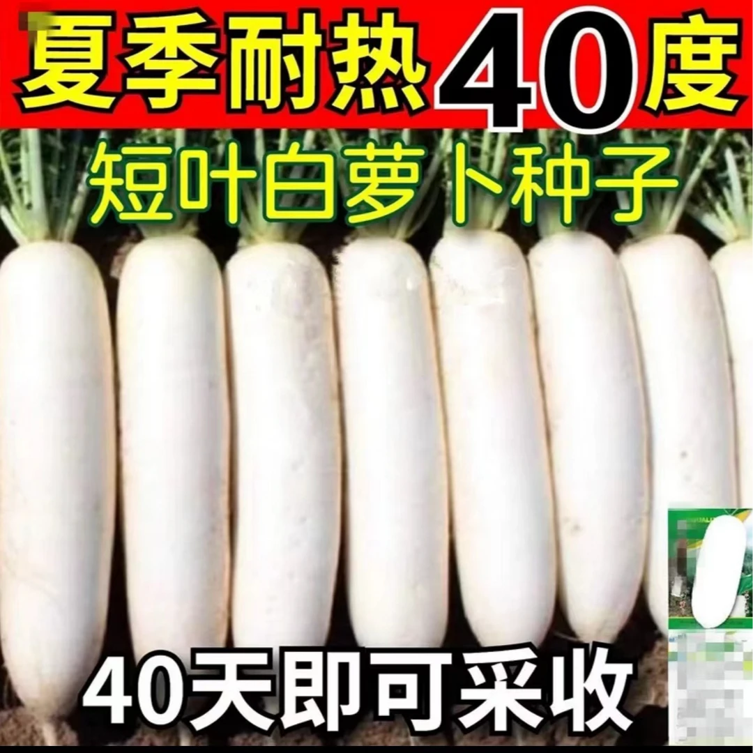 【夏抗40白萝卜种子】夏季耐热白萝卜种子大全蔬菜