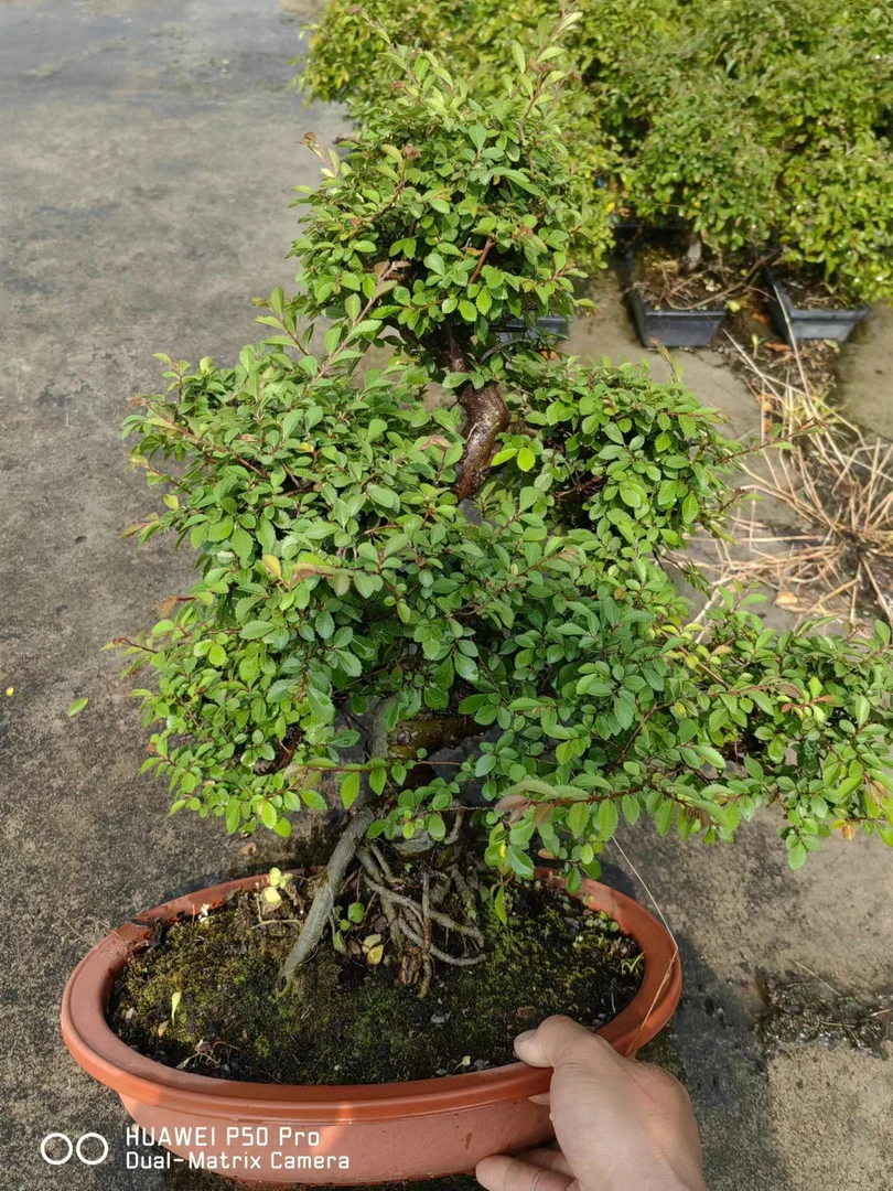 精品盆景直播间一物一拍
