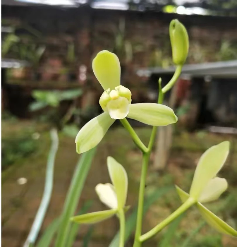 （叶老）精选建兰铁骨素梅梅瓣原生壮苗