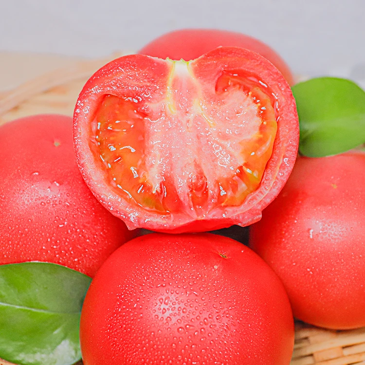 甘肃露天种植自然熟皮厚多汁沙瓤西红柿