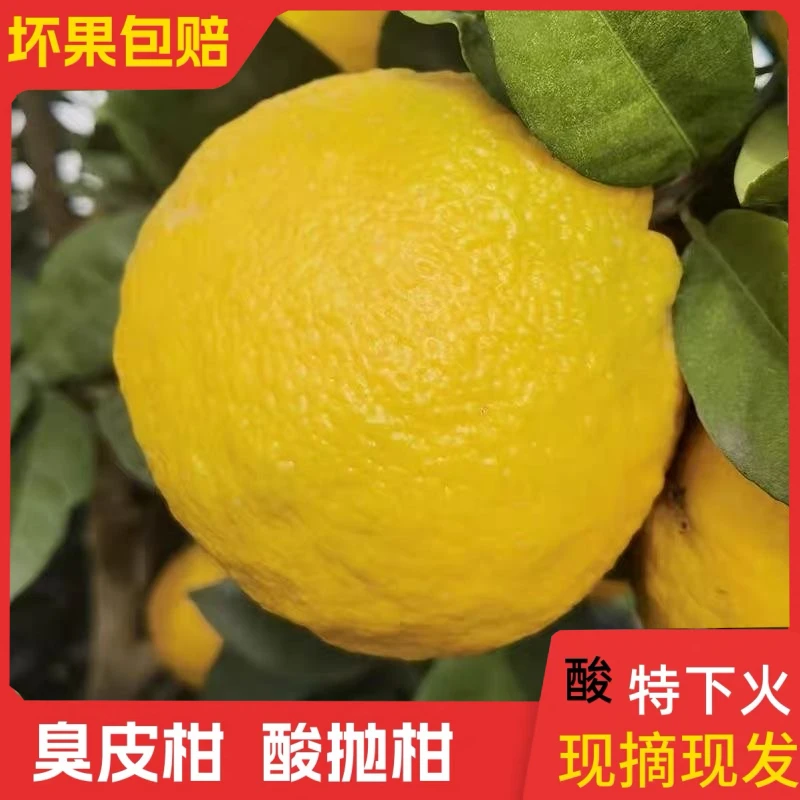 湖南臭皮柑新鲜酸泡柑孕妇下火黄皮水果柑子酸橘子水柚子整箱批发