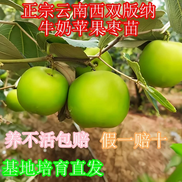 极力推荐云南西双版纳牛奶苹果枣苗奶香脆甜风味苹果枣树苗
